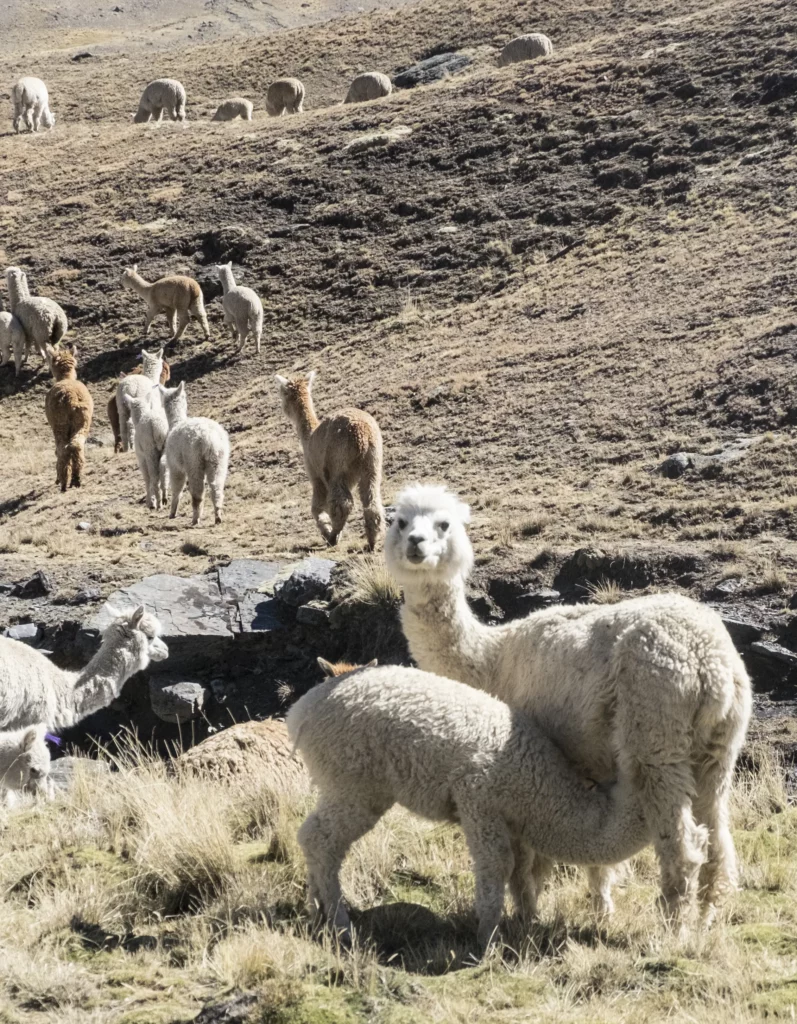 Alpaca Fleece Herman Black